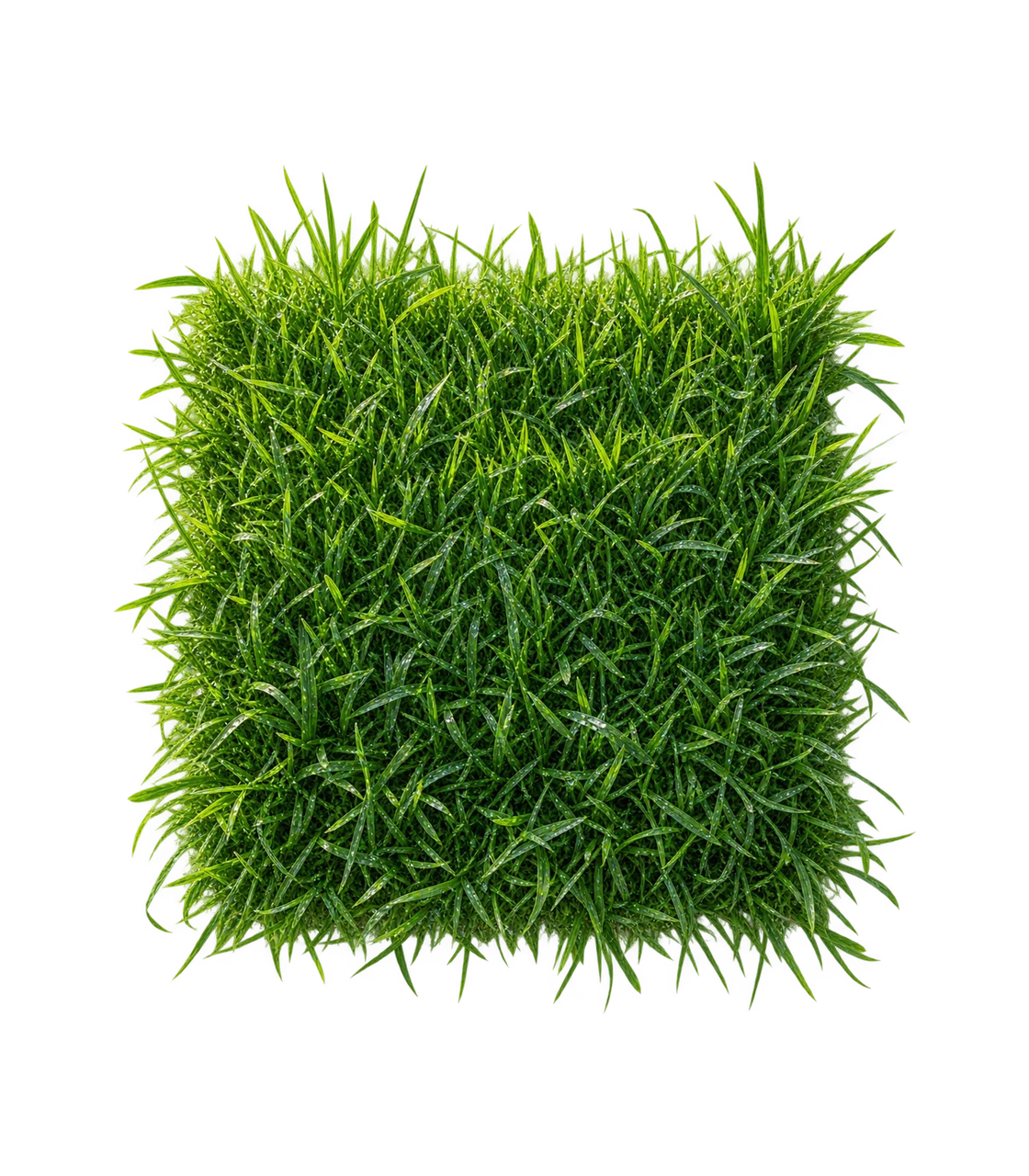 Dense green grass surface with individual blades extending outward.